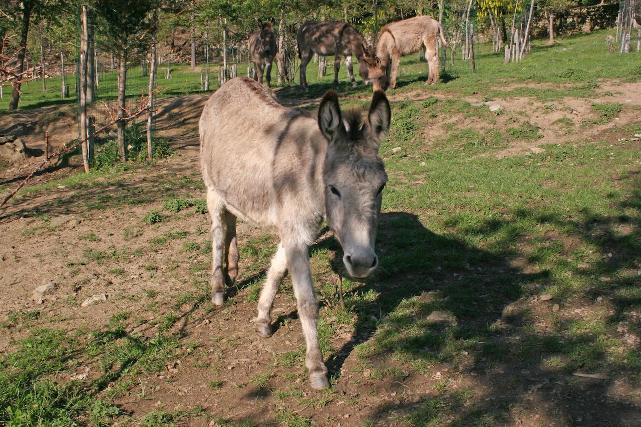 Podere Pian De' Cortini Villa Serravalle  Dış mekan fotoğraf