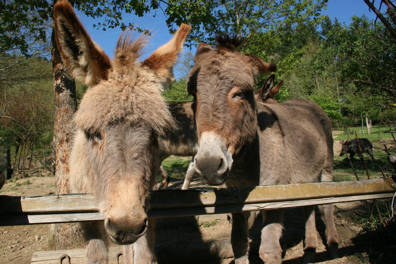 Podere Pian De' Cortini Villa Serravalle  Dış mekan fotoğraf